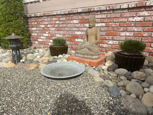Customer photo review of Dwarf Mugo Pine 1 Gallon