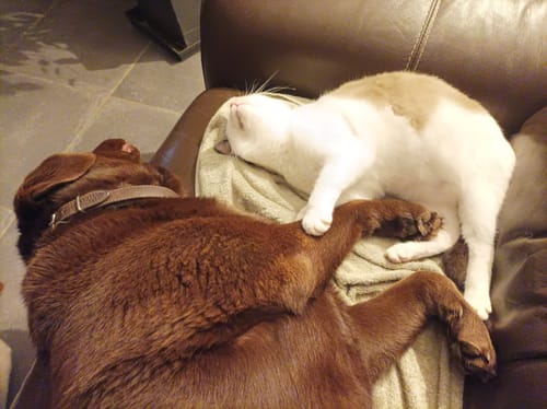 Customer photo review of Multipack d'effilés (chat stérilisé et chat adulte)