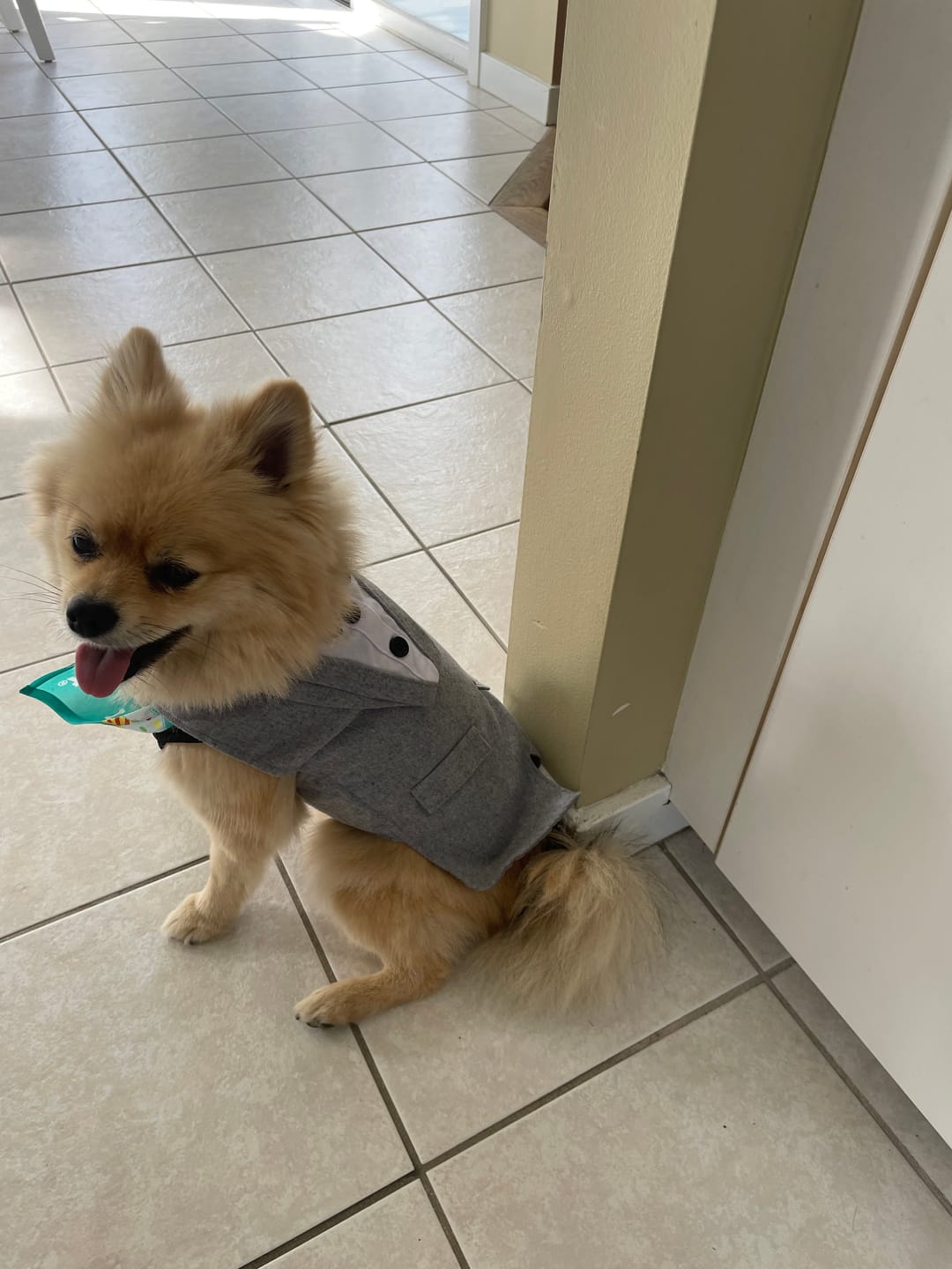Customer photo review of KING KALM CBD 75mg - Small Dog & Cat Formula  20lbs or less