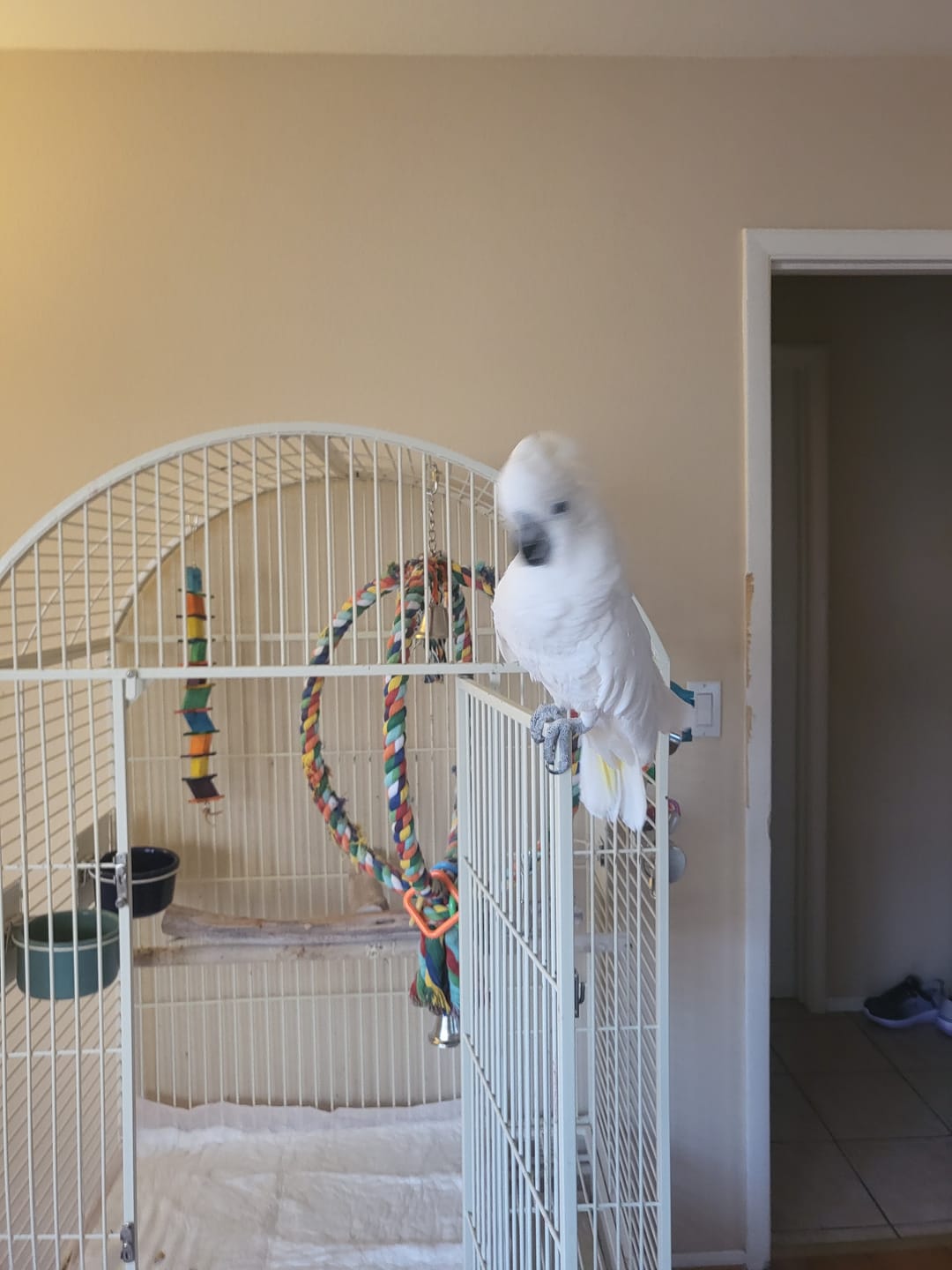 Customer photo review of 1411 Huge Globe Rope Swing