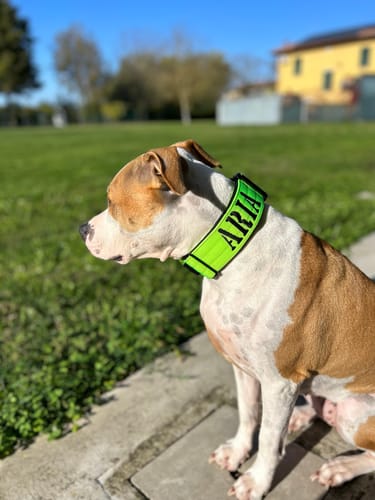 Customer photo review of Collare Crime 5cm