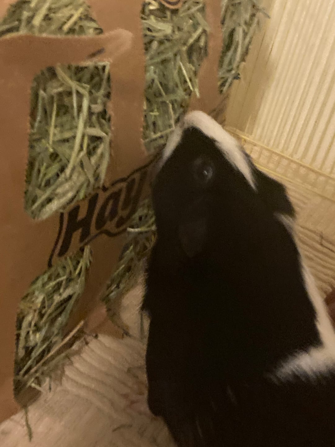 Customer photo review of Timothy Hay Bar for Guinea Pigs (5 Pack)