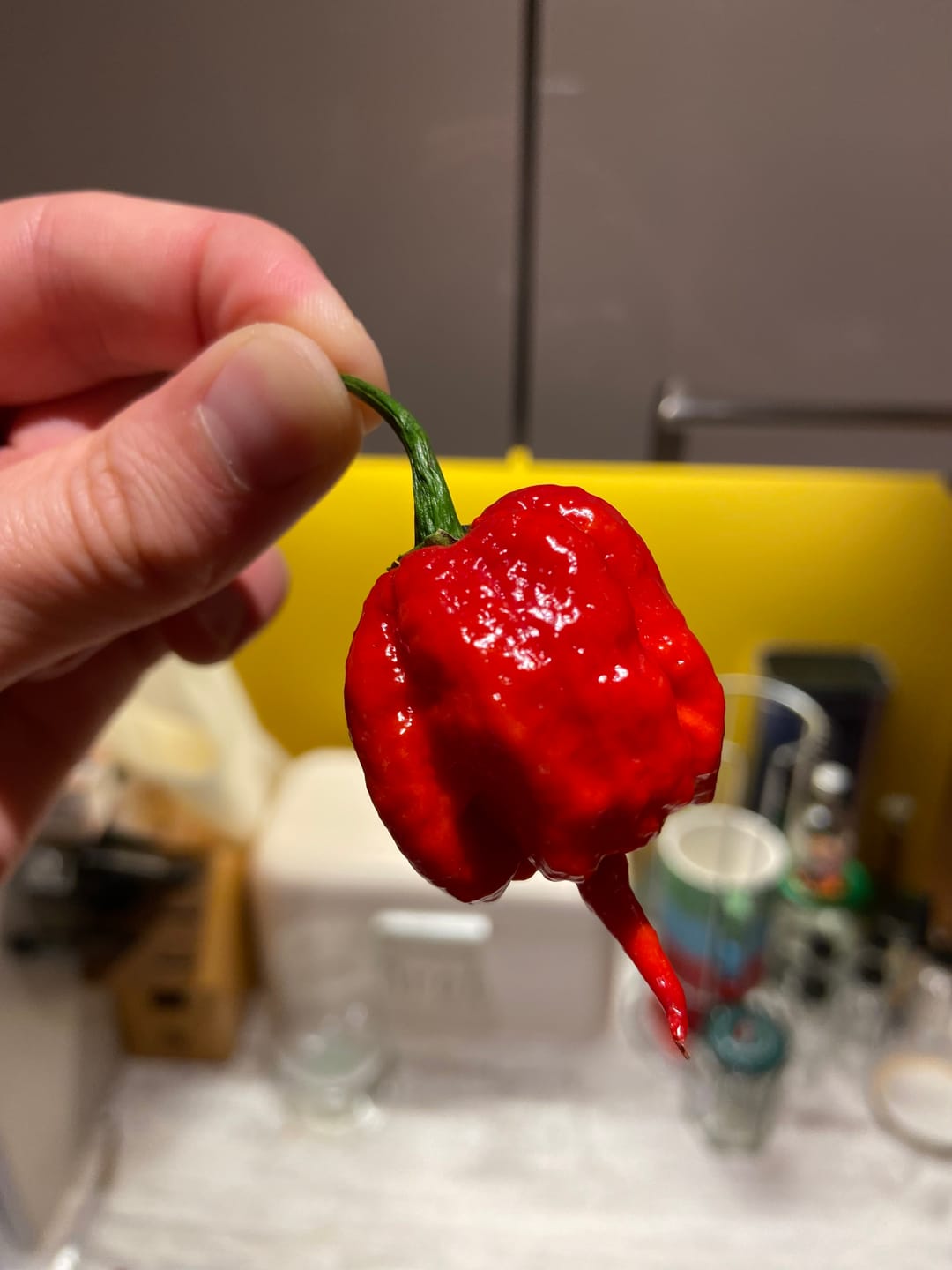 Customer photo review of Frische Carolina Reaper, 100g | schärfste Chilisorte der Welt