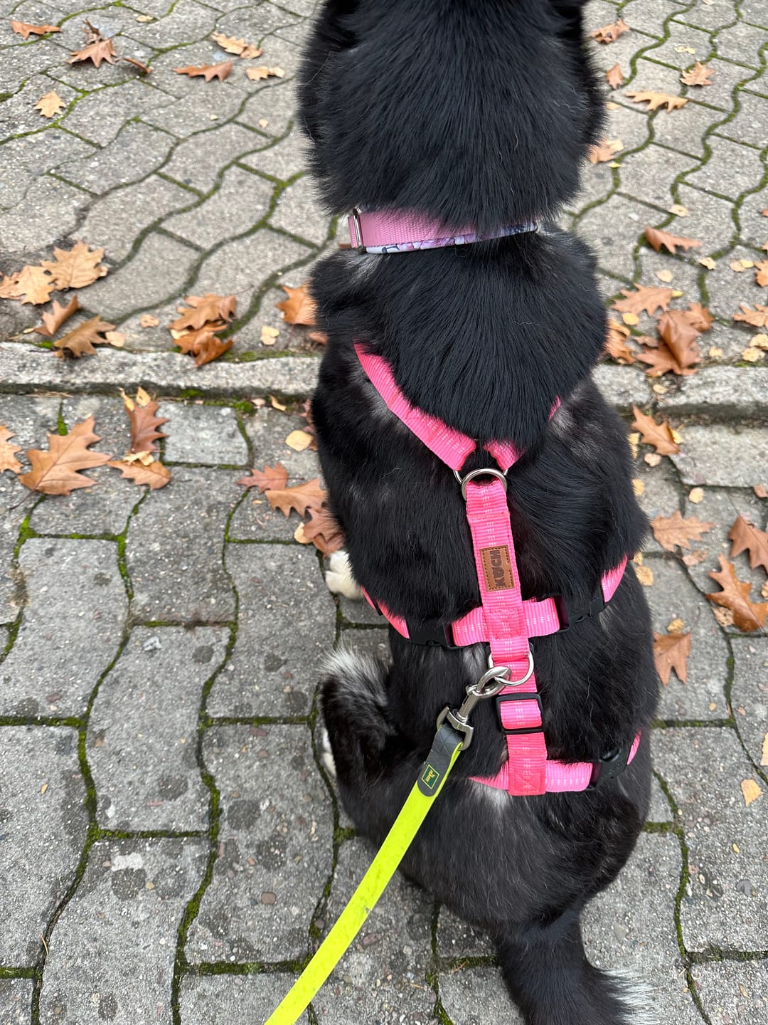 Customer photo review of Premium Sicherheitsgeschirr gepolstert, Panikgeschirr
