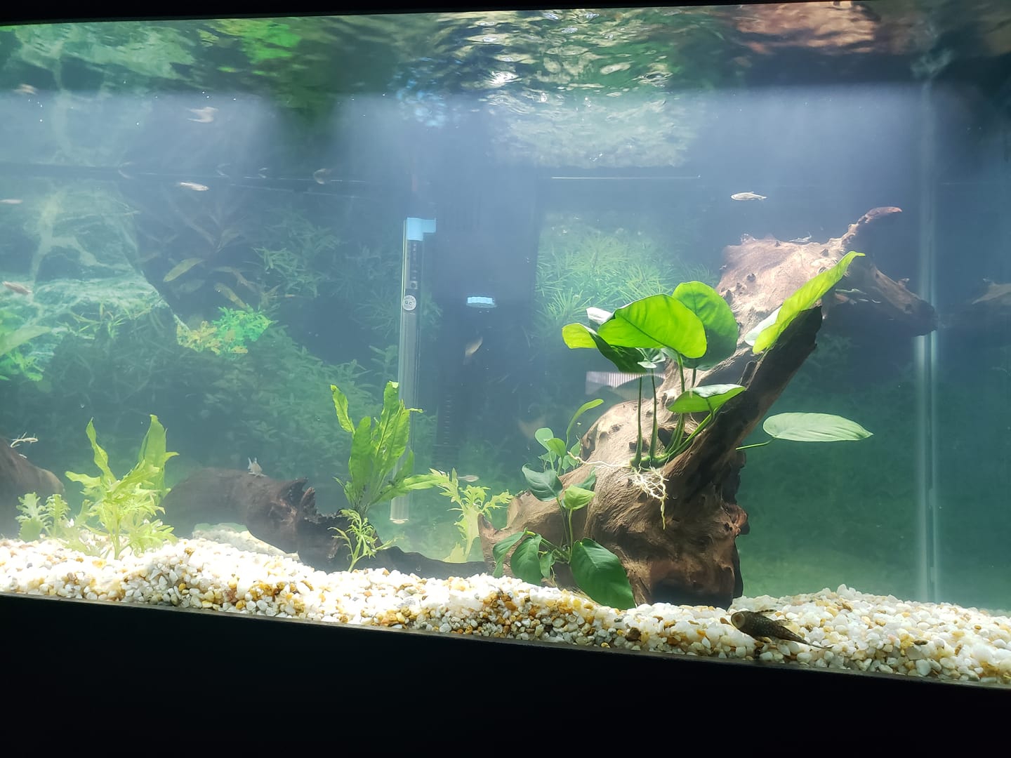 Customer photo review of Tidal Power Filters From Seachem/Sicce