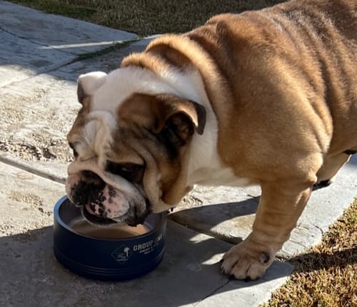 Customer photo review of Pet Bowl | 32 oz