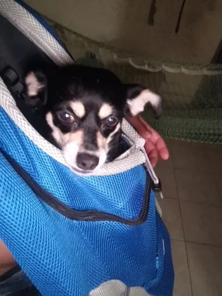 Customer photo review of Emmalove - Hunde-Rucksack