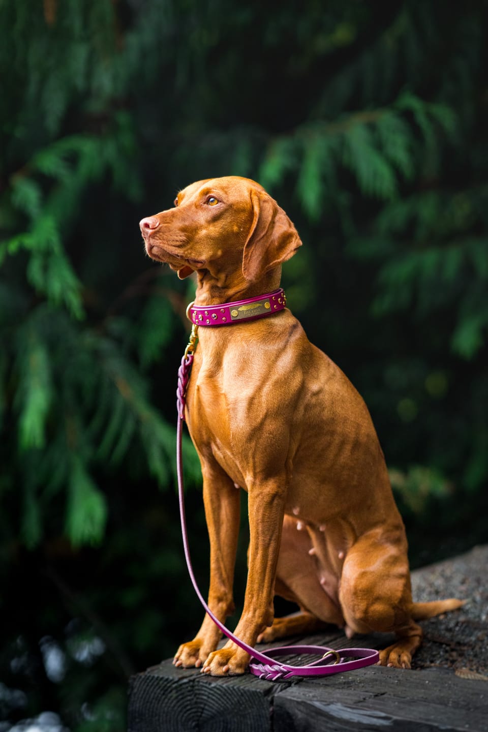 Customer photo review of Traditional Leather Leash