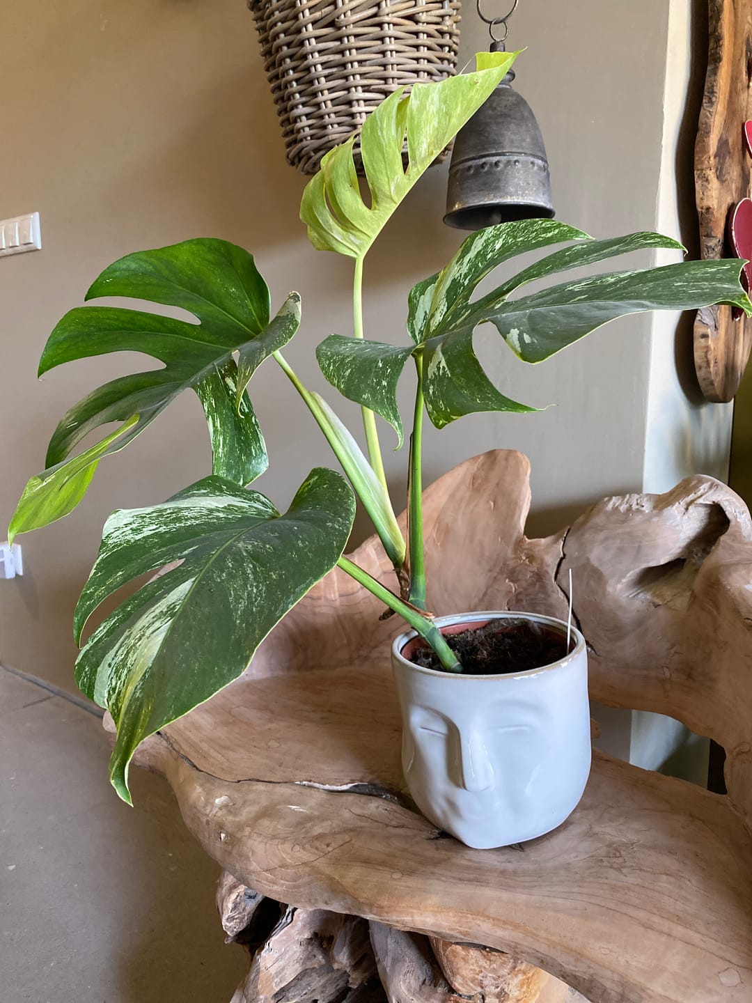 Customer photo review of Monstera Deliciosa Variegata