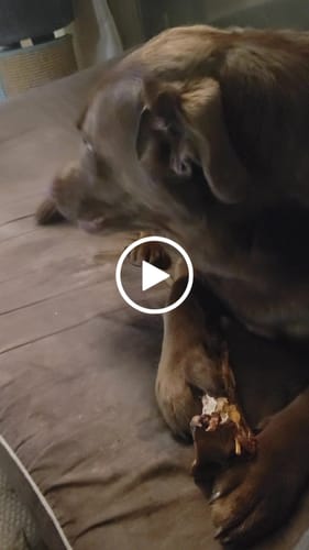 Customer video review of Splinter-Free Ostrich Cane (Medium) . Long-lasting, Natural Dog Gnaw Treat by Savannah Pet Food