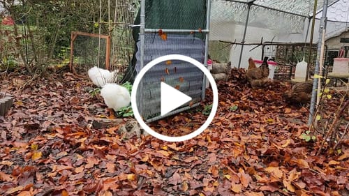 Customer video review of BSF Larven - getrocknete Soldatenfliegenlarven