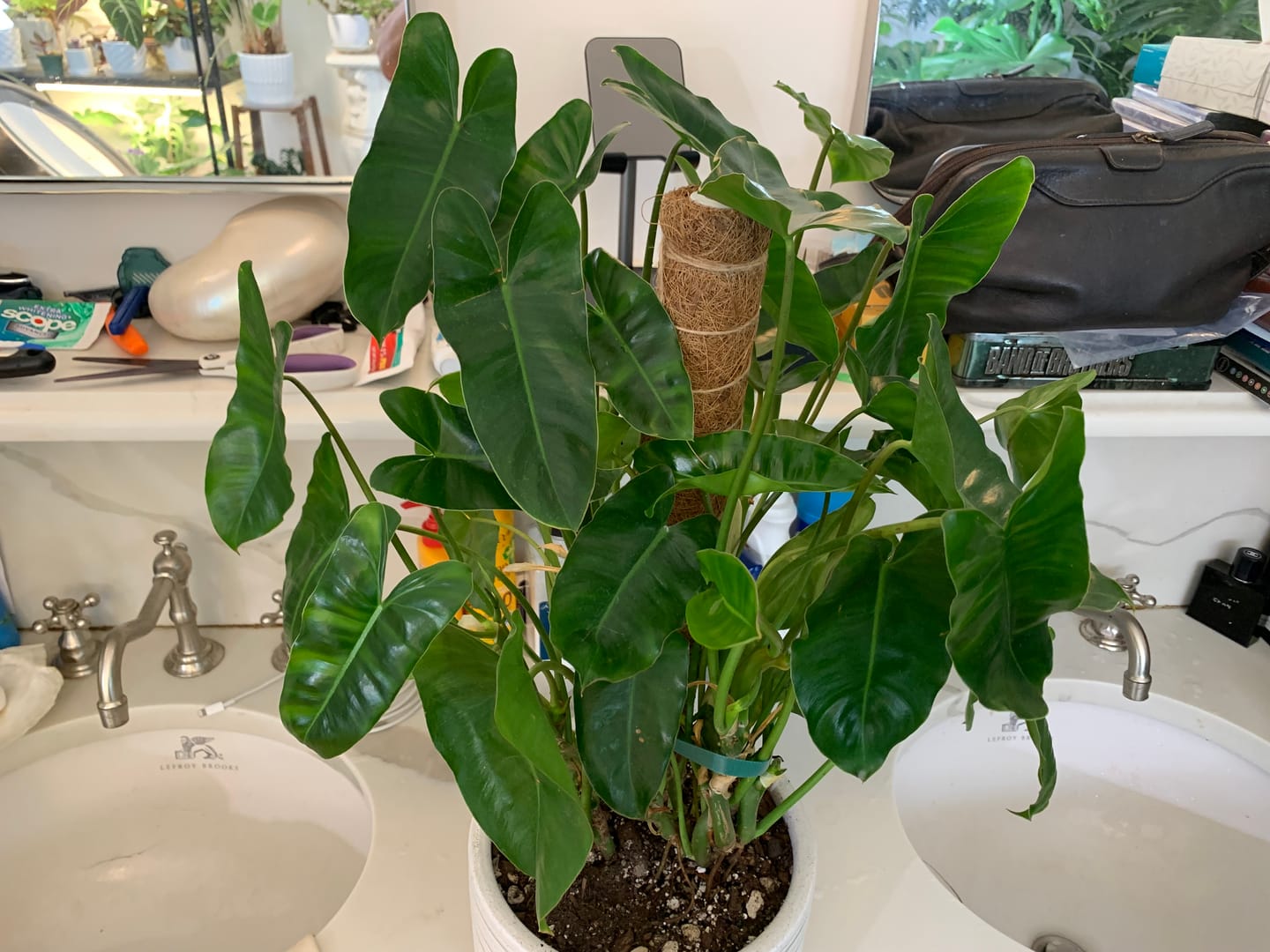 Customer photo review of Philodendron Burle Marx, Live Climbing Plant Vine