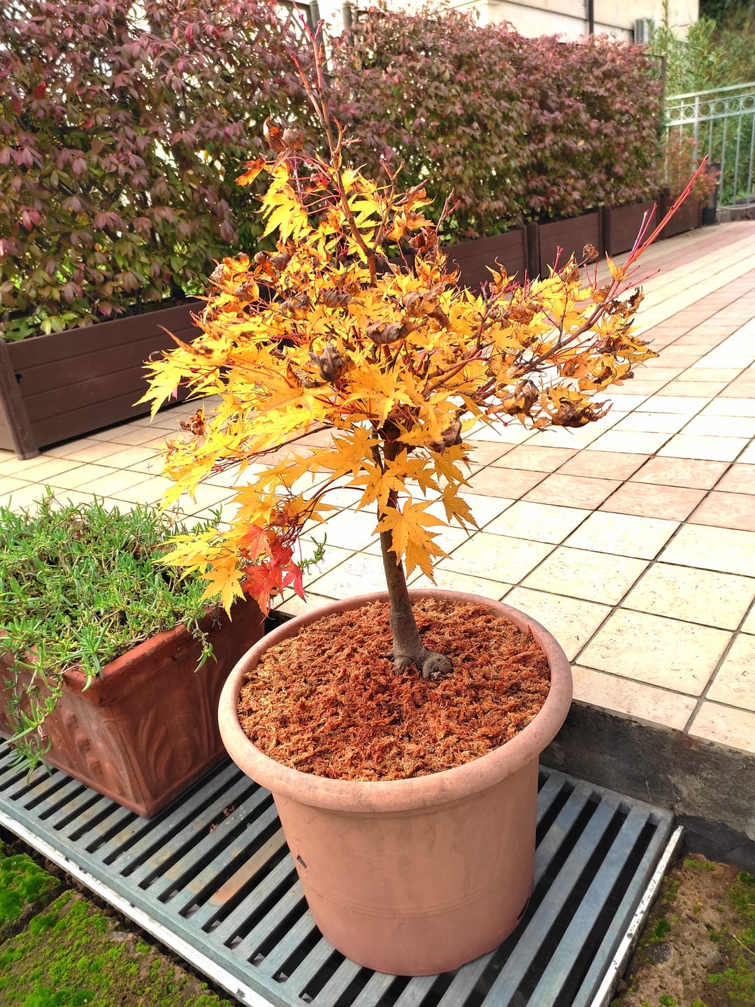 Customer photo review of BLOCK PRO 3.0 CB® MASTICE PROFESSIONALE PER BONSAI 400 gr