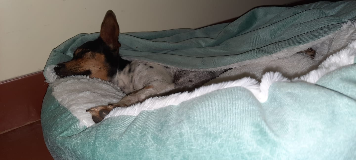 Customer photo review of *Neu*Emmalove - Kuschelhöhle für Hunde