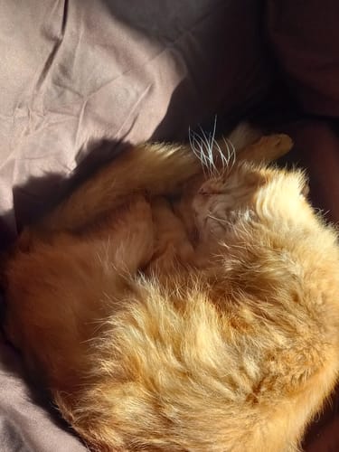 Customer photo review of Silly Legacy® - Thin Reversible Waterproof Protective Cover for Pets and People