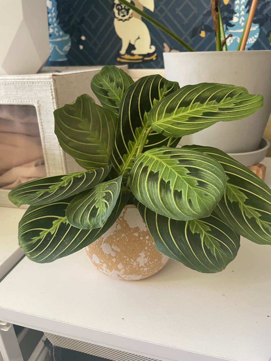 Customer photo review of Maranta leuconeura "Lemon Maranta"