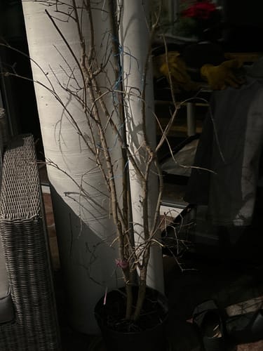 Customer photo review of Punica granatum "Kazake" 150-190cm / 5-7 Lt.Topf