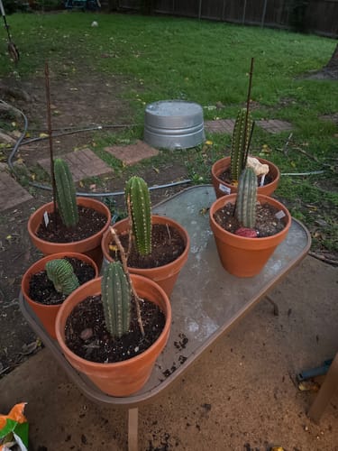 Customer photo review of Cactus Collector Variety Packs | Trichocereus Cactus Variety Packs
