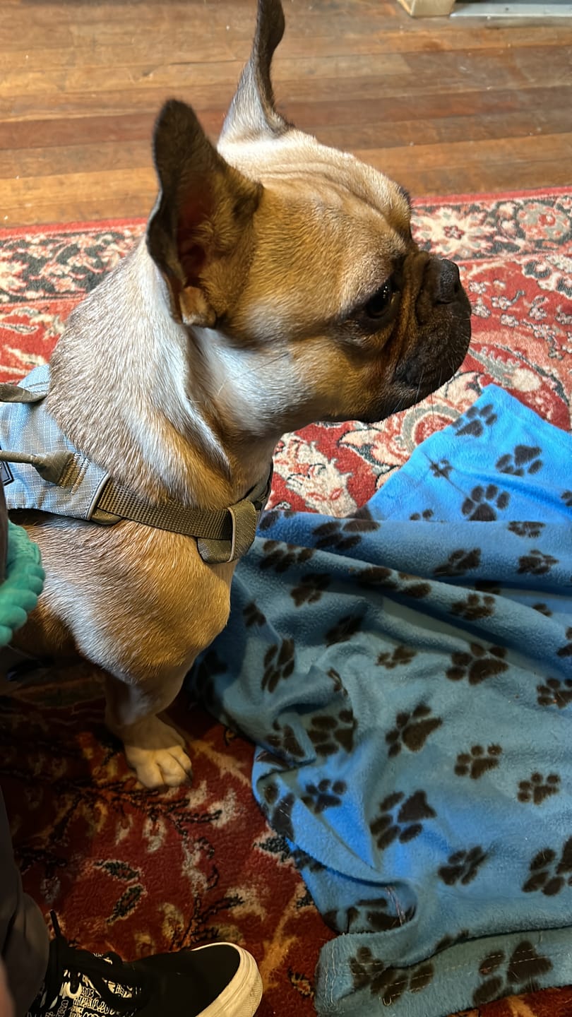 Customer photo review of Air Mesh Harness - Anti-Pull, With Handle, Non Restrictive & Adjustable - Grey