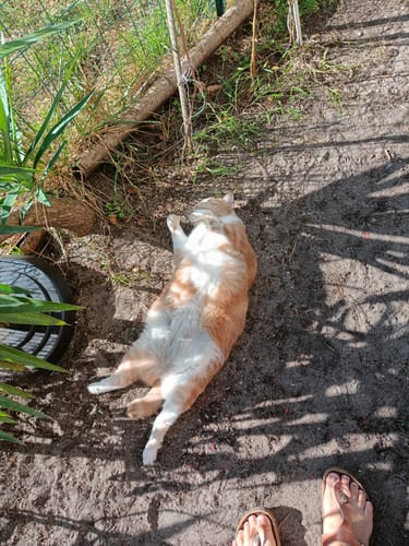 Customer photo review of Multipack d'effilés (chat stérilisé et chat adulte)