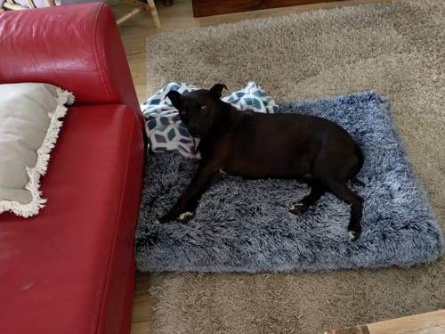 Customer photo review of PaWz Multimat Calming Bed For Dog