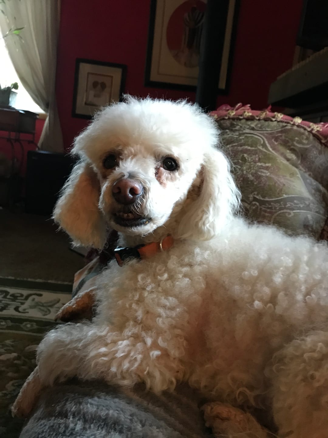 Customer photo review of Oral Health for Dogs - Natural Remedy for Gingivitis, Bad Breath and Periodontal Disease