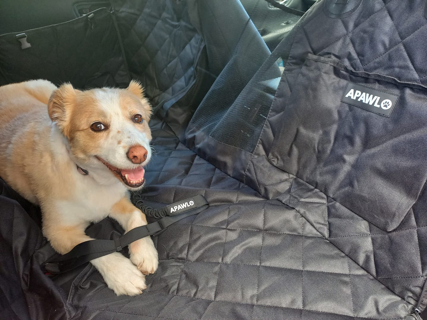 Customer photo review of 4-in-1 Dog Car Seat Cover