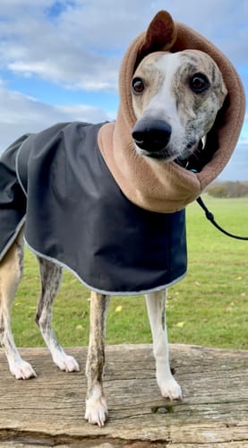 Customer photo review of Sighthound Coat with Harness Hole & Snood