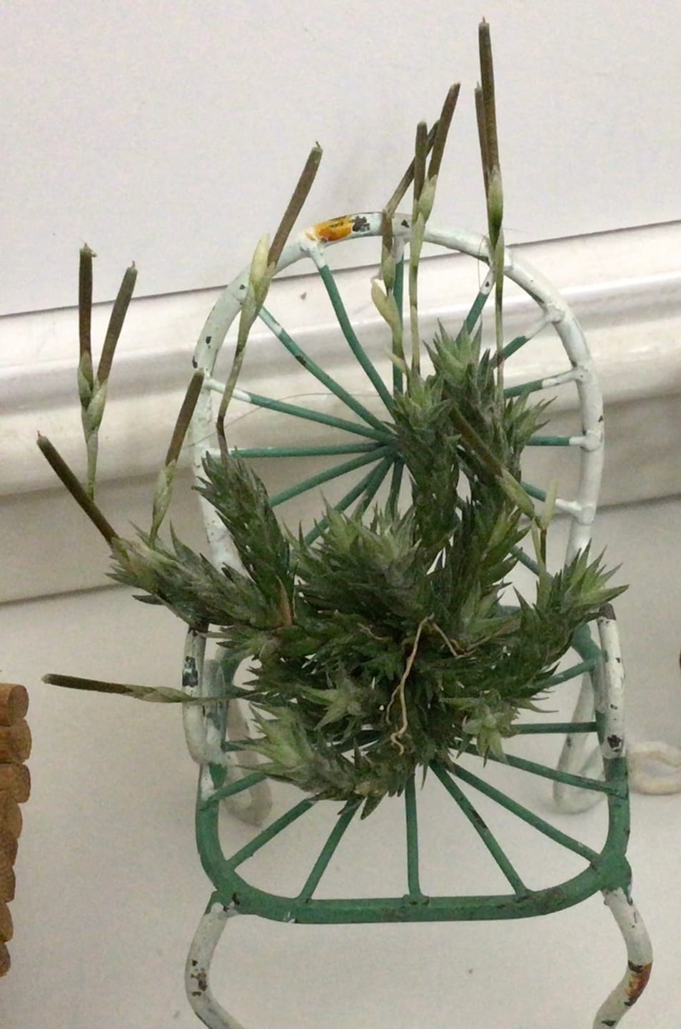 Customer photo review of Pedicellata Clump (Miniature Species)
