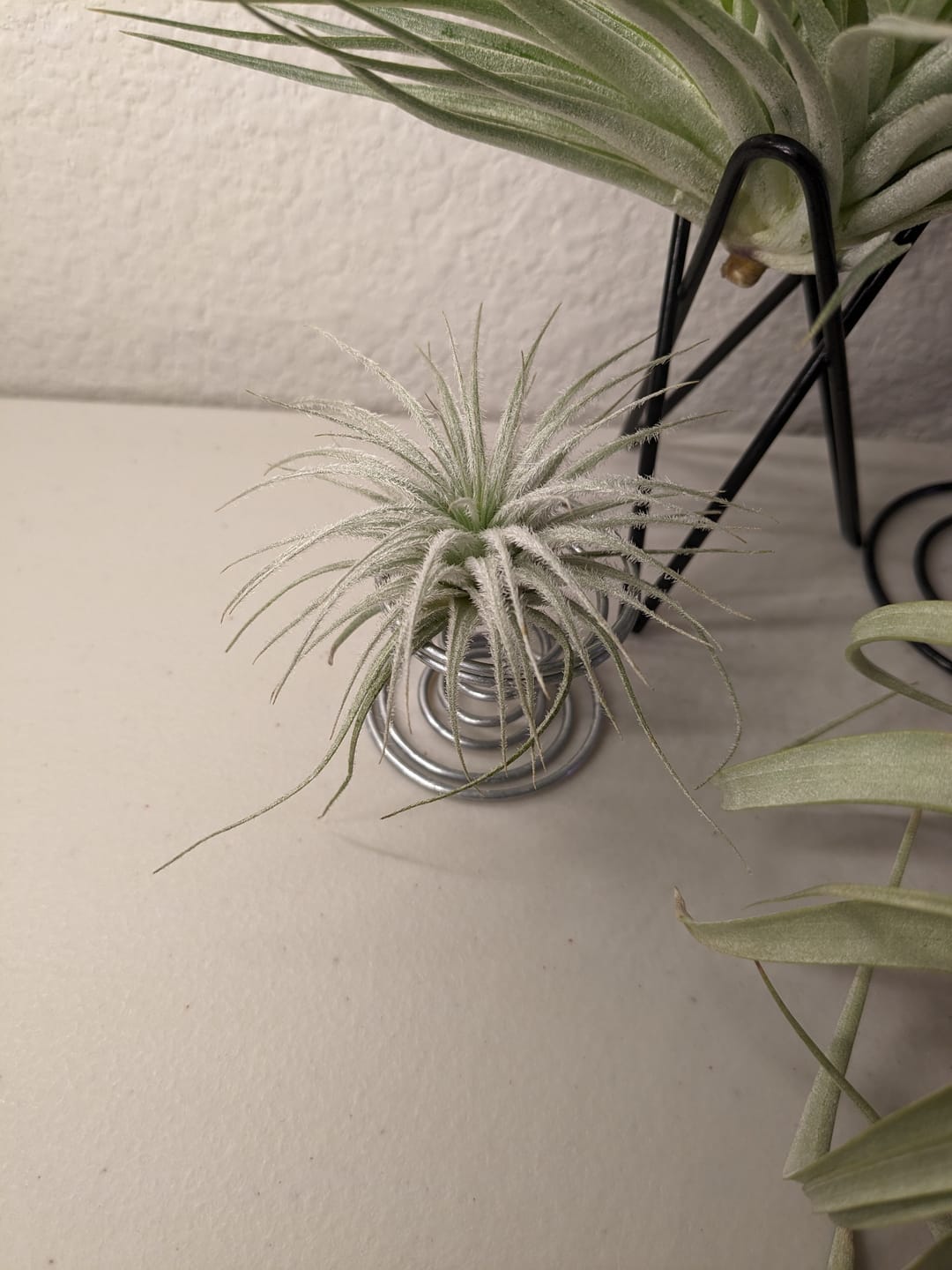 Customer photo review of Tectorum Ecuador  (AKA Snowball)