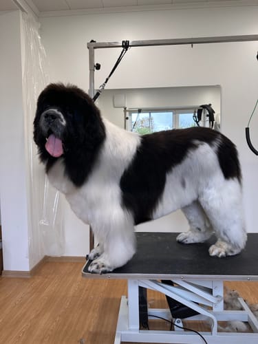 Customer photo review of I'm So Fantastic Shampoo