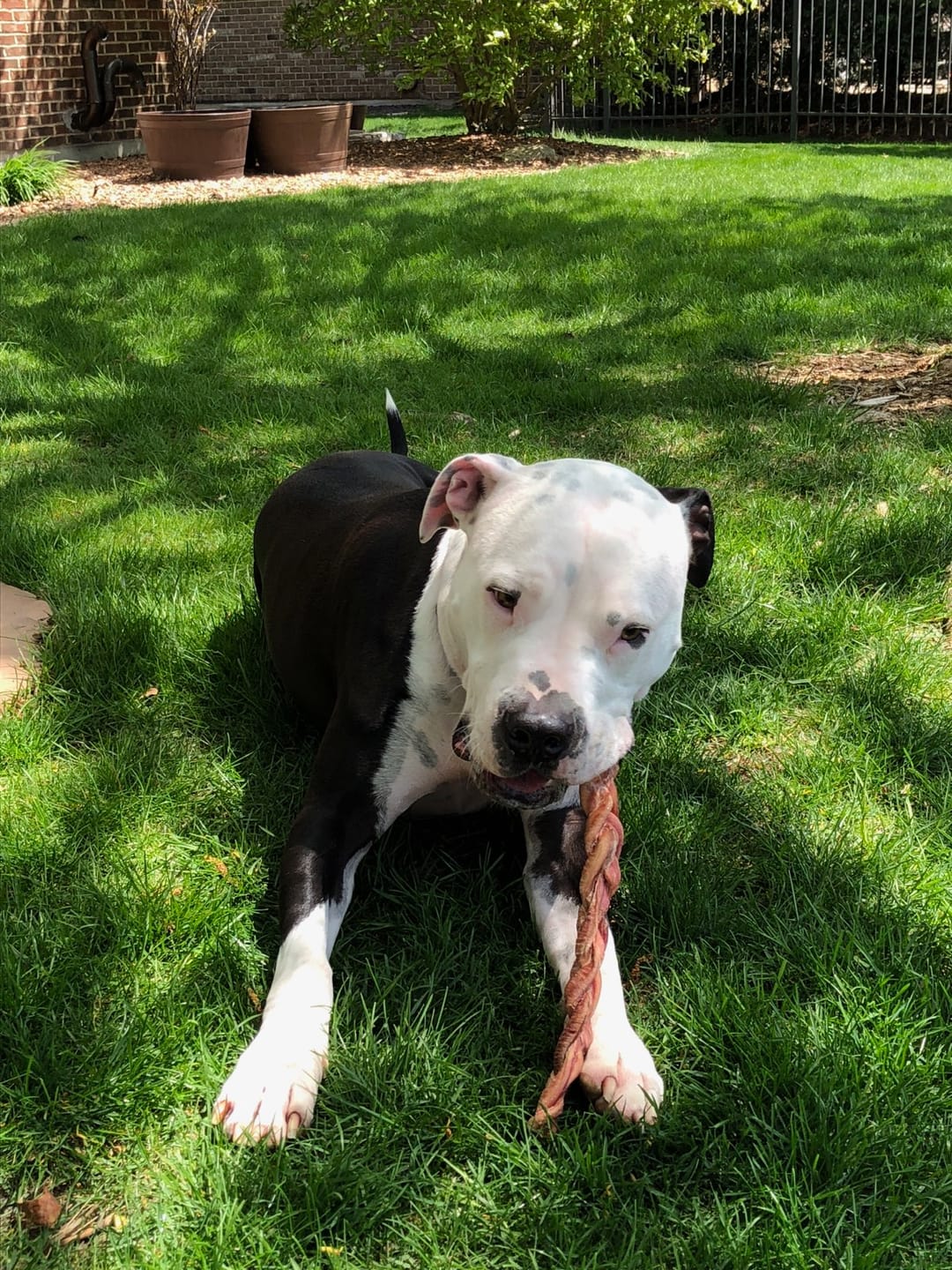 Customer photo review of 12 Inch Standard Braided Bully Stick