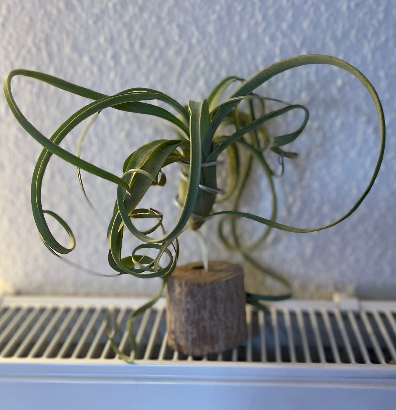 Customer photo review of Tillandsia "Curly Slim" - intermedia x streptohphylla