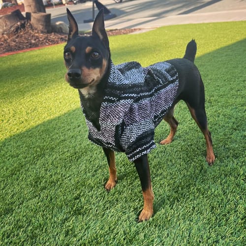 Customer photo review of Playa Poncho - Surprise Color