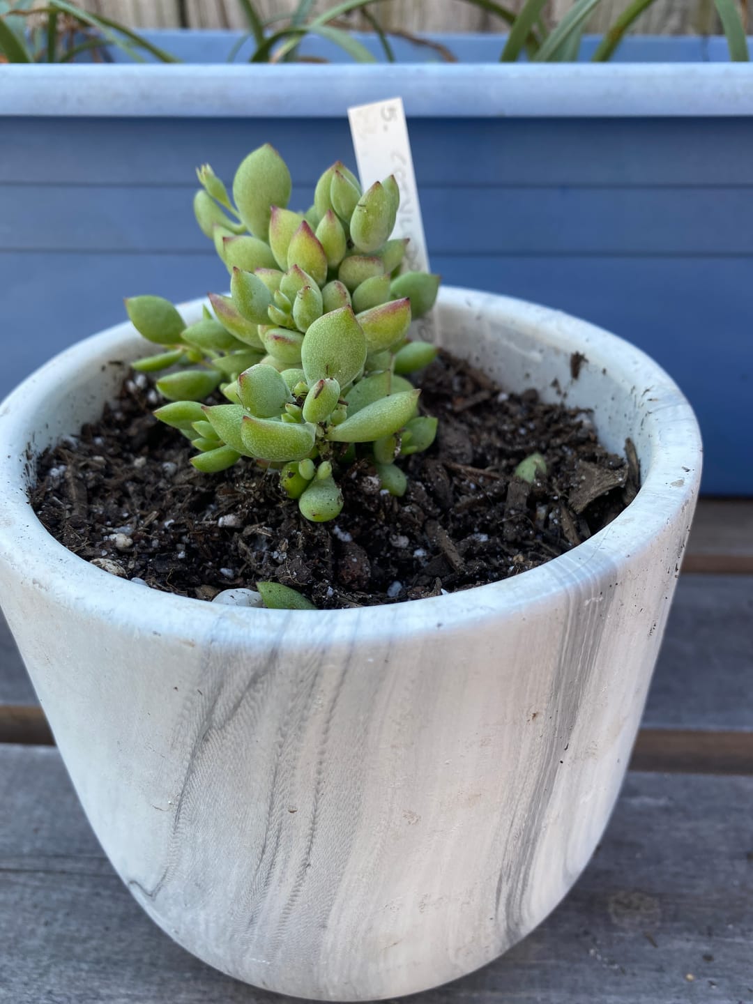 Customer photo review of Cotyledon pendens