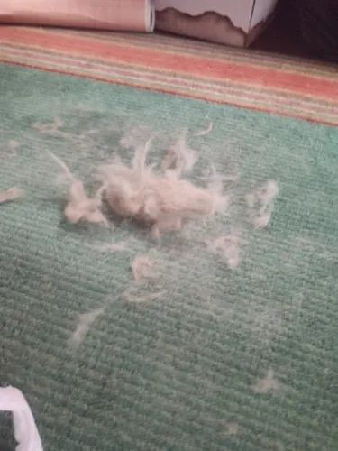 Customer photo review of Magic Lint Remover