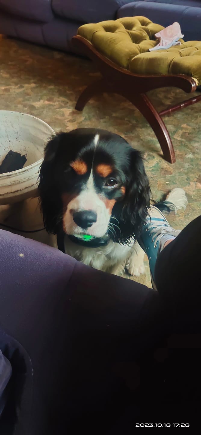 Customer photo review of Gps Dog Fence
