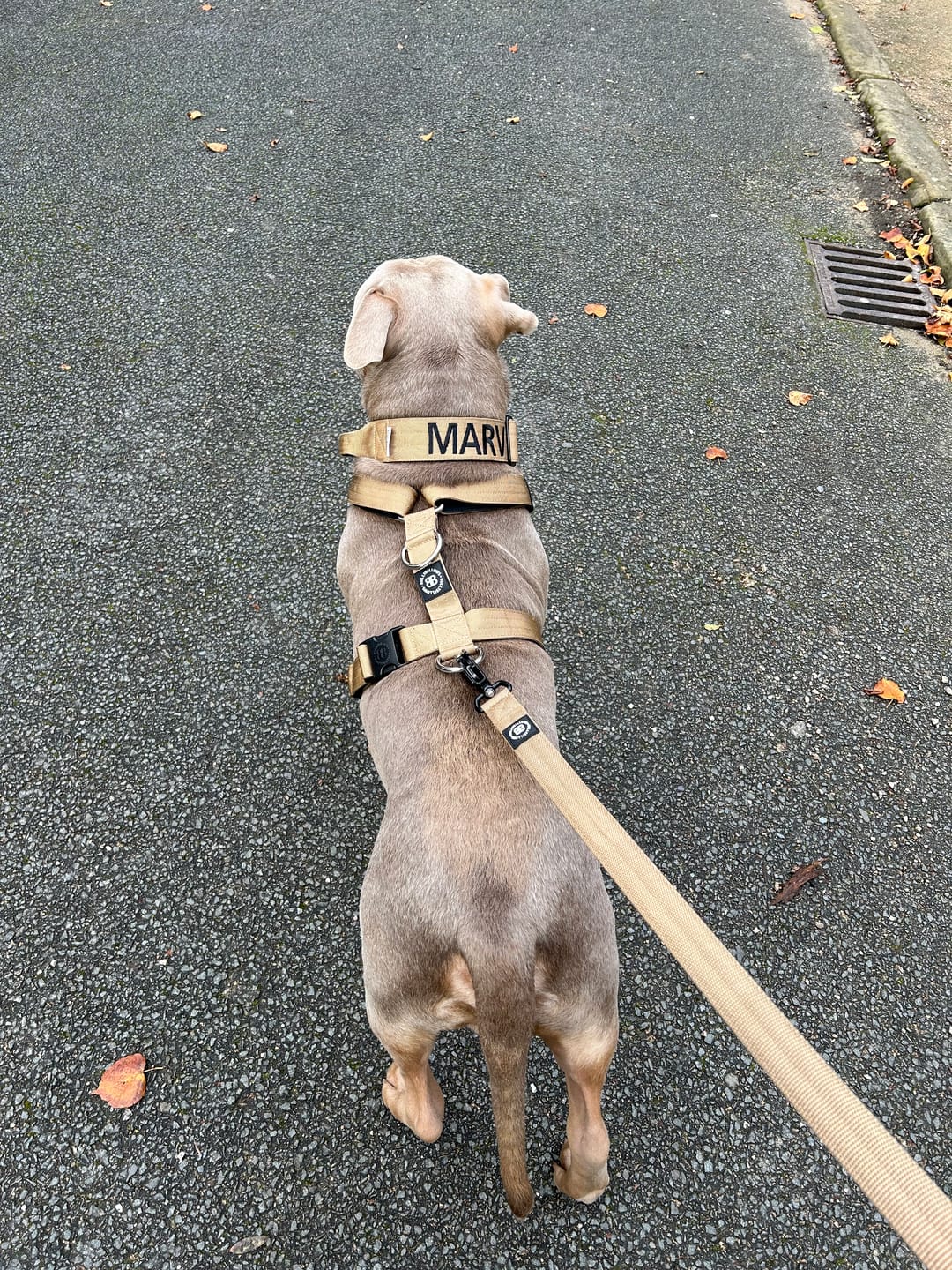 Customer photo review of 5cm Combat® Collar | With Handle & Rated Clip - Military Tan v2.0