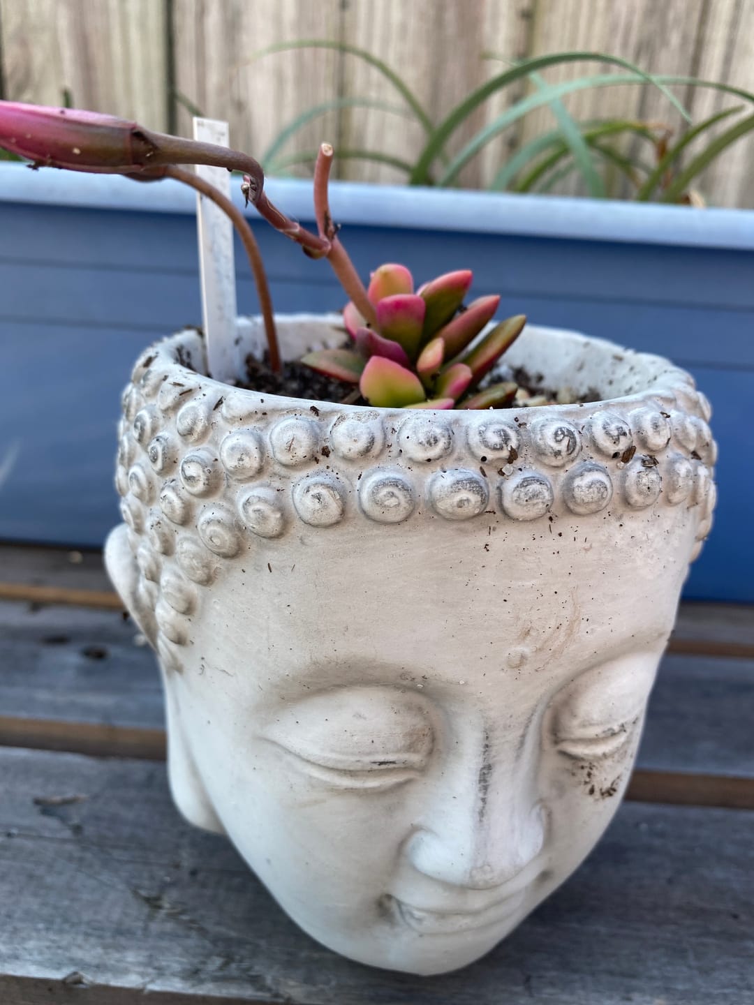 Customer photo review of Anacampseros telephiastrum variegata 'Sunrise'