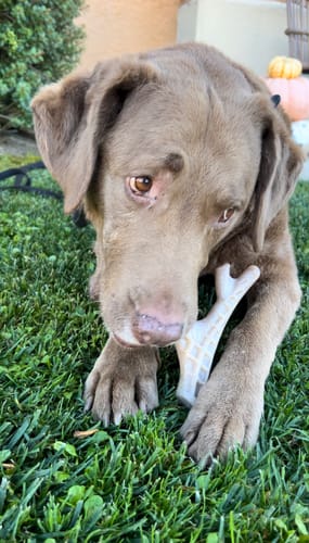 Customer photo review of Nylon-Woodfilled Chew Toys - USA Made