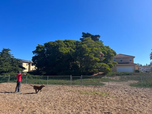 Customer photo review of Fly & Fetch Launching Toys