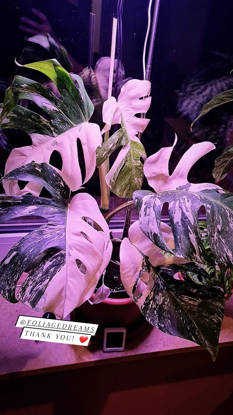Customer photo review of Monstera Deliciosa Variegata