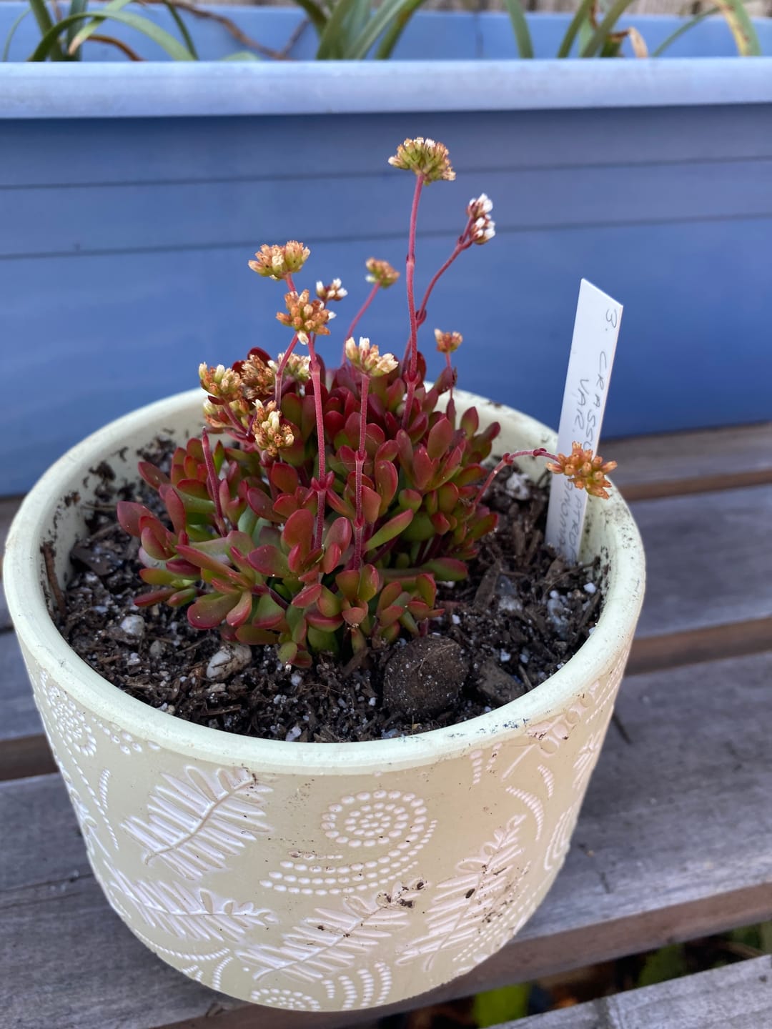 Customer photo review of Crassula atropurpurea var. anomala