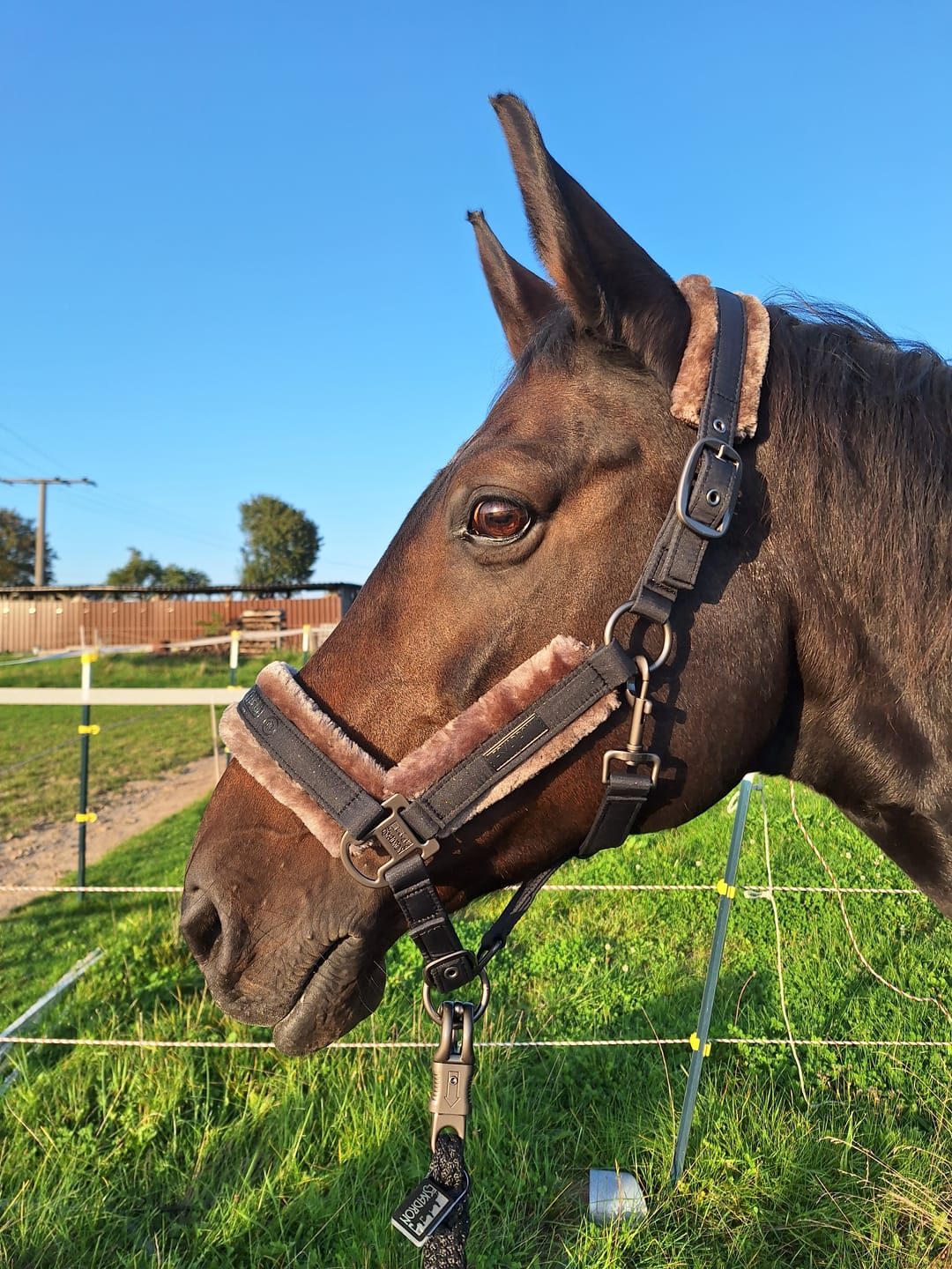 Customer photo review of Kristallkraft Femmina