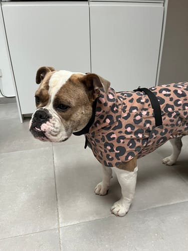 Customer photo review of Visibility Raincoat Lite Leopard for Dogs