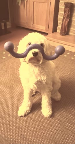 Customer photo review of Kong Ogee Dog Toy