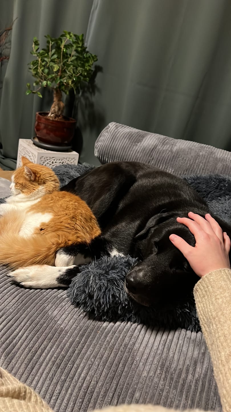 Customer photo review of *NEU* Emmalove - Flauschiges Hundebett für dein Sofa