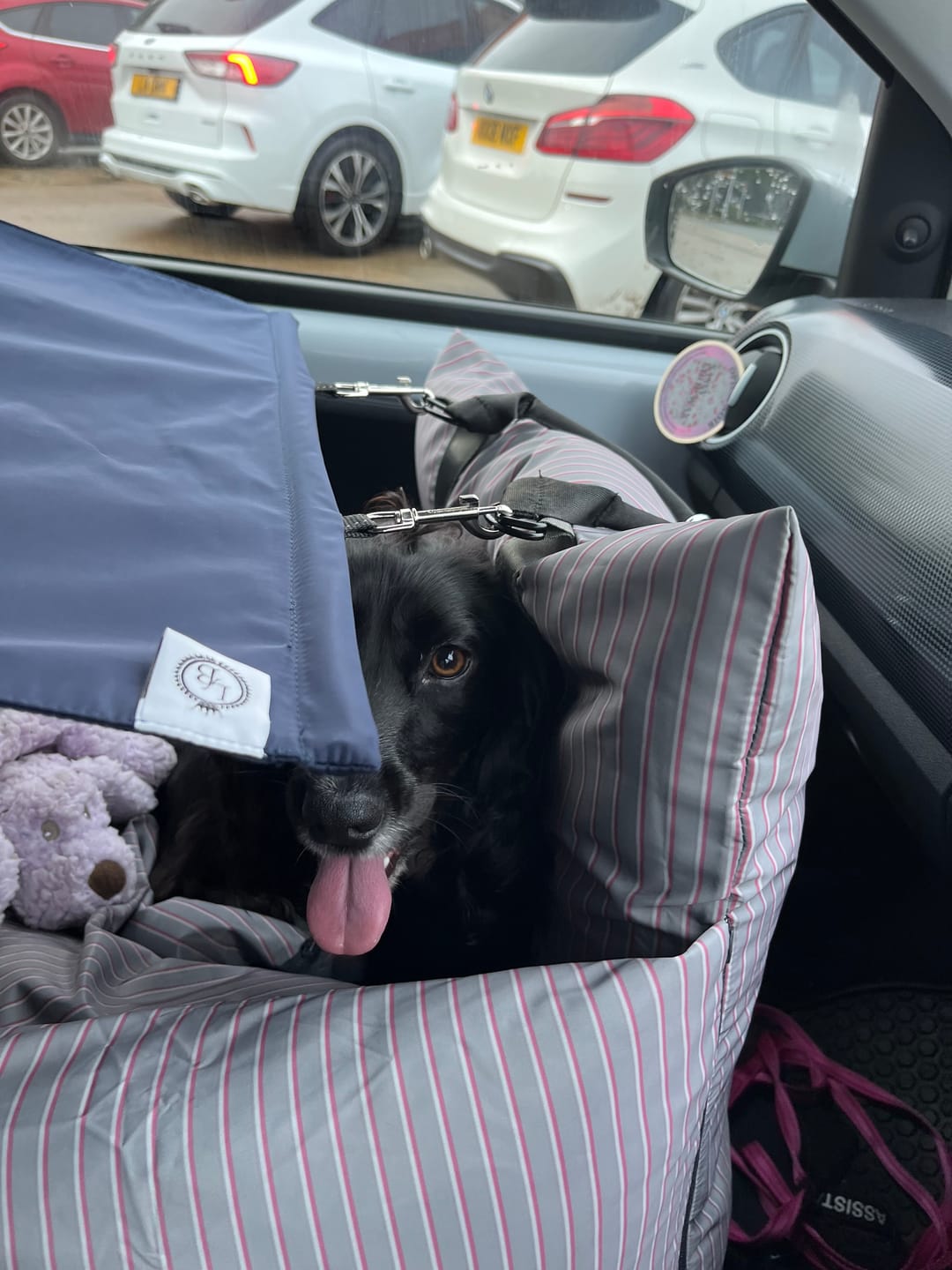 Customer photo review of Sunshade - Dog Pod Plus