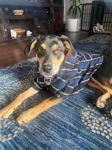 Customer photo review of Playa Poncho - Surprise Color