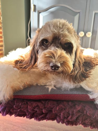 Customer photo review of 30% OFF Special Silver Chocolate Mesh Bed